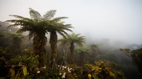 Végétation endémique luxuriante de La Réunion dans une forêt de nuages avec fougères arborescentes