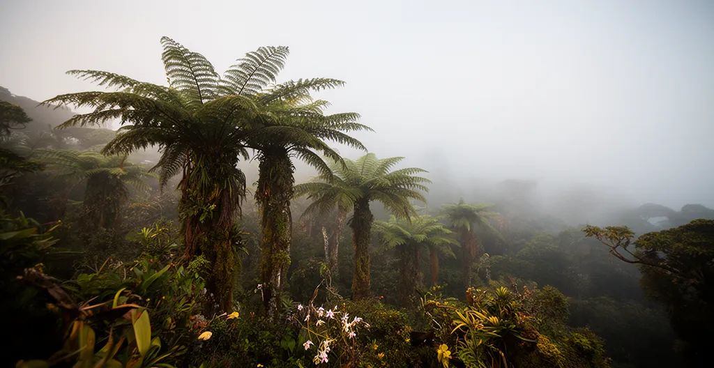 Végétation endémique luxuriante de La Réunion dans une forêt de nuages avec fougères arborescentes
