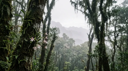 Orchidées épiphytes sauvages dans la brume d'une forêt tropicale d'altitude de La Réunion