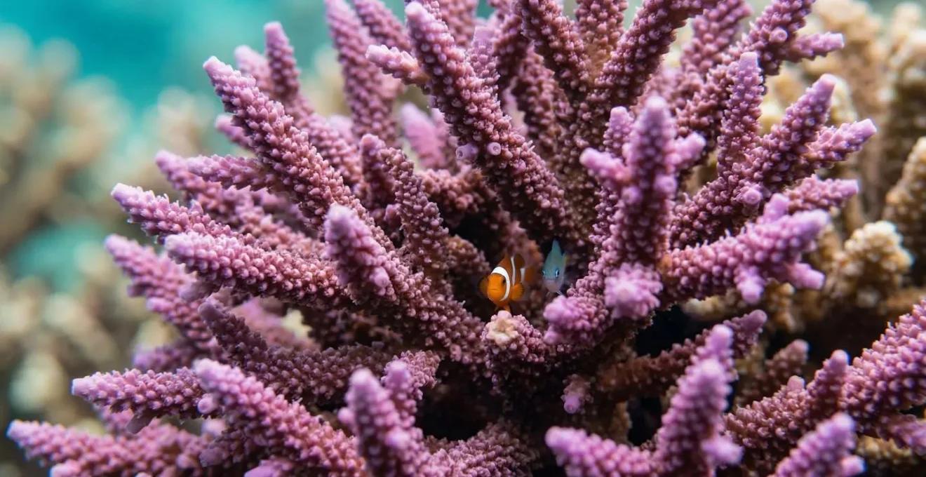 Détail macro d'un corail branchu Acropora en bonne santé dans le lagon de La Réunion