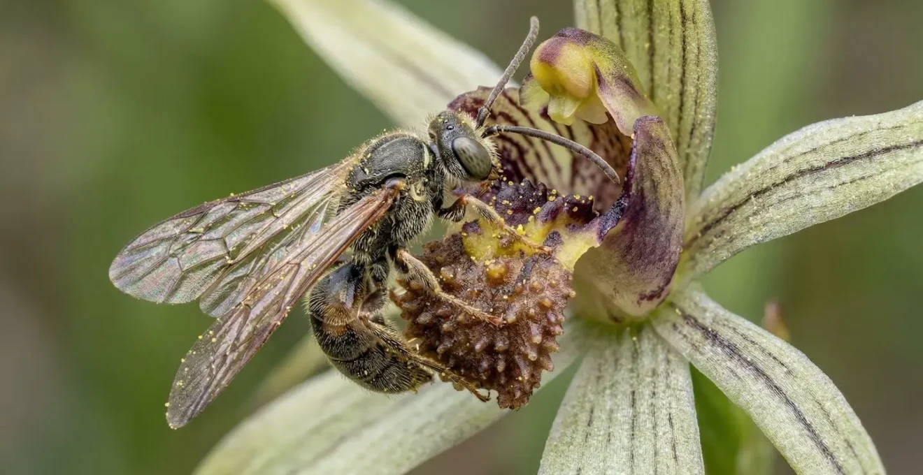Gros plan macro sur une fleur endémique avec son insecte pollinisateur spécifique illustrant la co-évolution